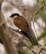 Plancia ëd Centropus senegalensis (Linnaeus 1766)