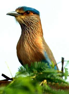 Imagem de Coracias benghalensis (Linnaeus 1758)