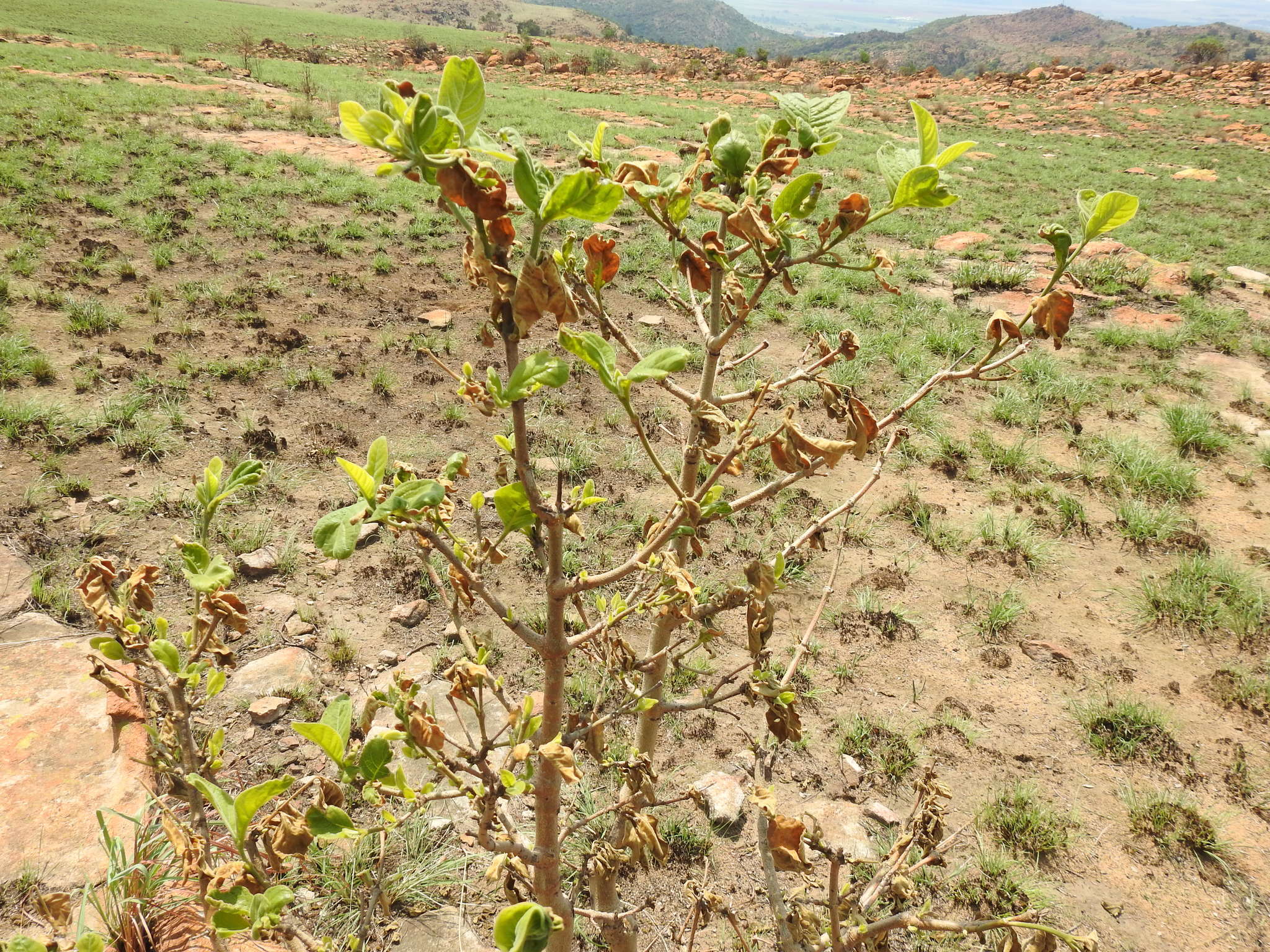 Image of Vangueria infausta Burch.