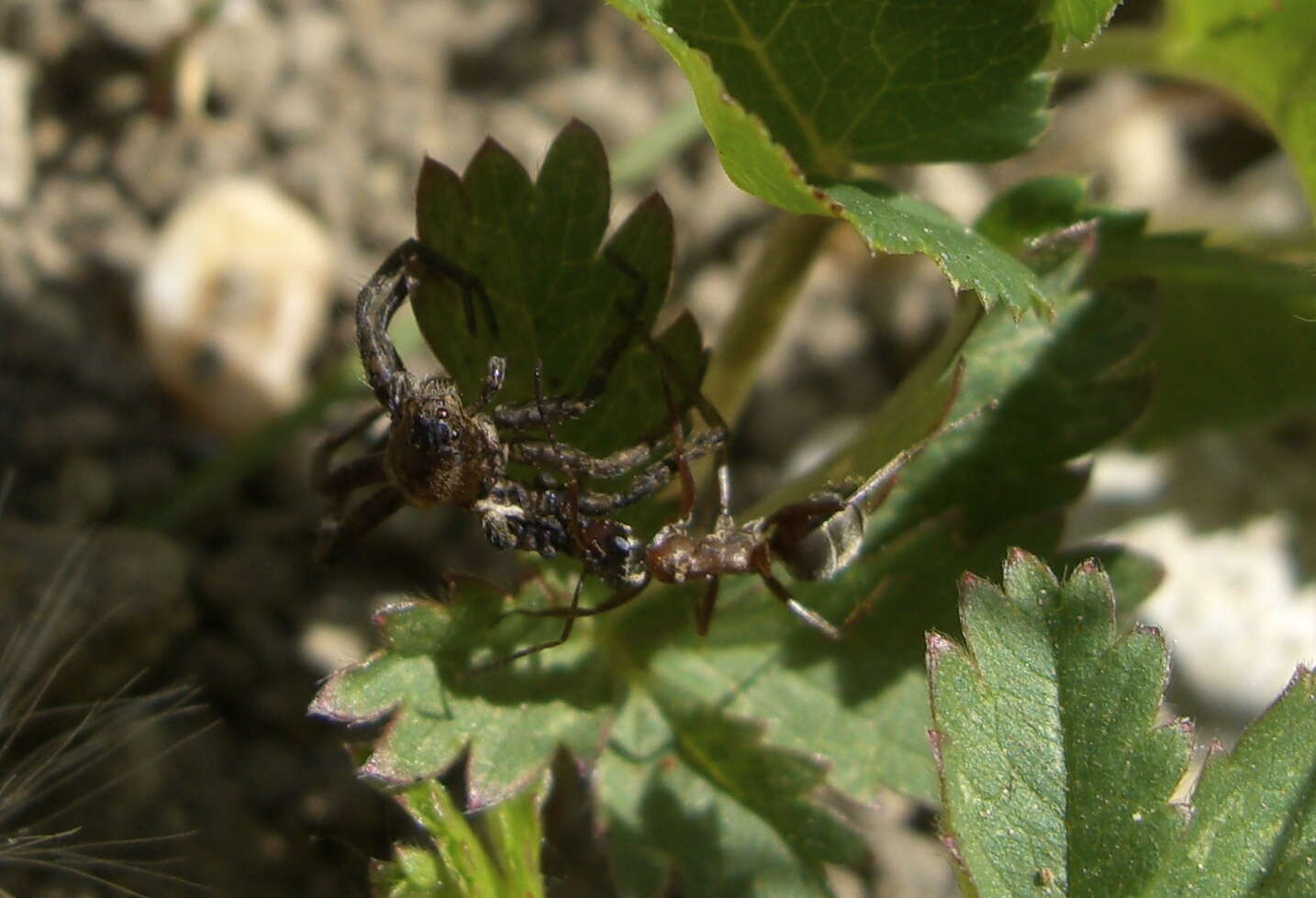 Слика од Formica sanguinea Latreille 1798