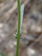 Image of Leucanthemum meridionale Le Grand