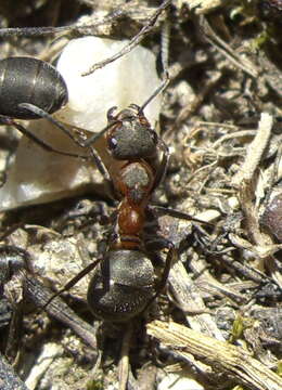 Image of Black-backed meadow ant