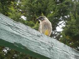 Image of Red Wattlebird