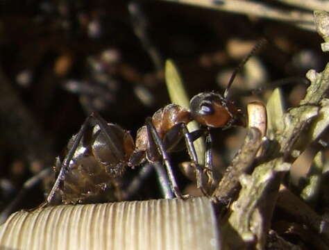 Слика од Formica rufa Linnaeus 1761