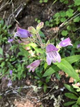 Image of Rattan's beardtongue