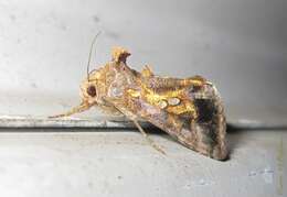 Image of Cutworm