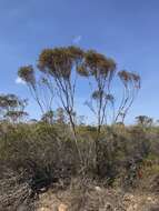 Image of Eucalyptus austrina L. A. S. Johnson & K. D. Hill ex D. Nicolle & M. E. French