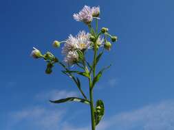 Image of eastern daisy fleabane