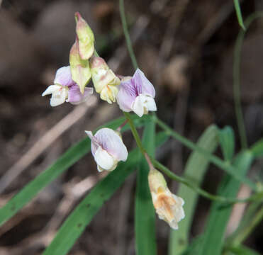 Image of Common Sweet Pea