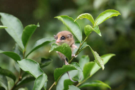 Image of Brazilian Gracile Mouse Opossum