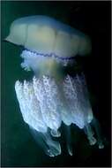 Image of barrel jellyfish