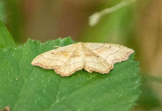 صورة Idaea emarginata Linnaeus 1758