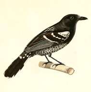 Image of Variable Antshrike