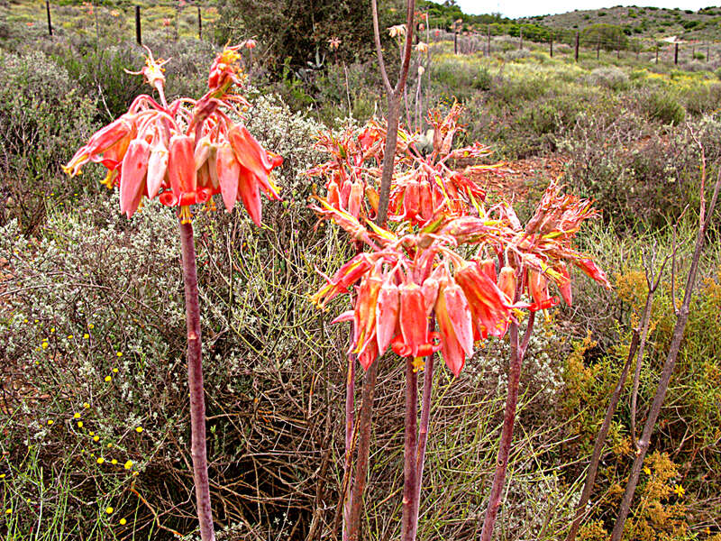 Image of Cotyledon orbiculata var. spuria (L.) Tölken