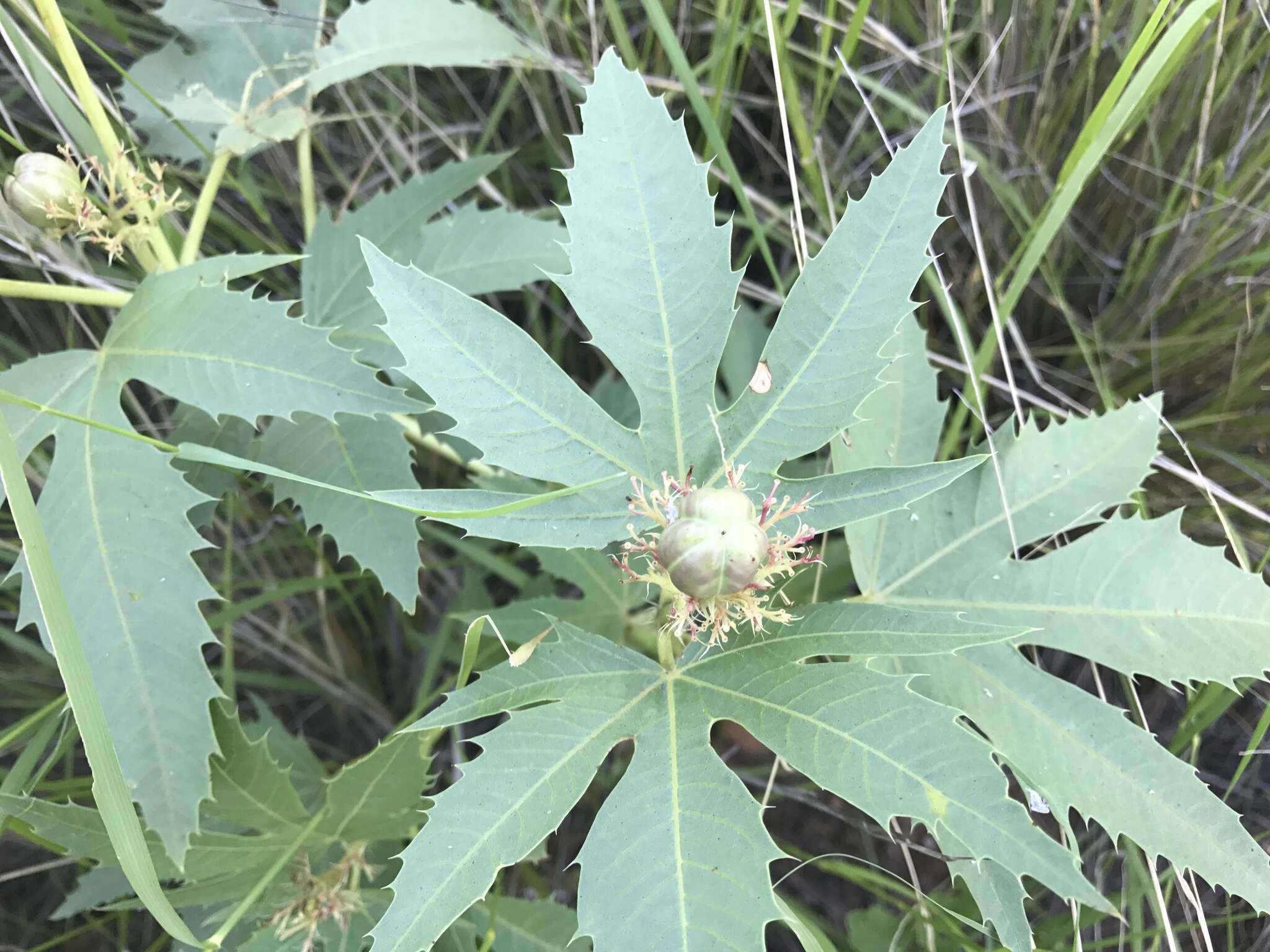 Слика од Jatropha macrorhiza Benth.