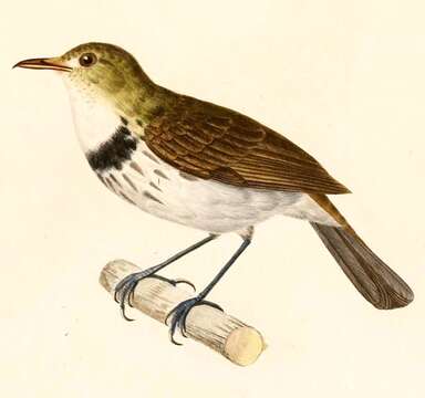 Image of Southern Antpipit