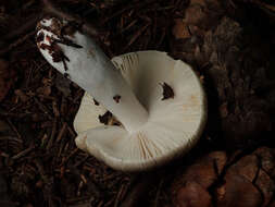 Image of Russula amethystina Quél. 1898