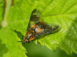 Image of Chrysops caecutiens (Linnaeus 1758)