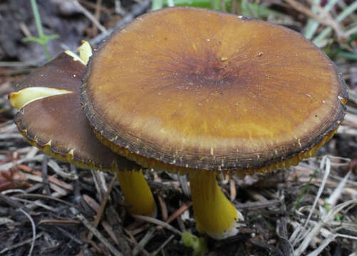 Image of Pluteus romellii (Britzelm.) Sacc. 1895