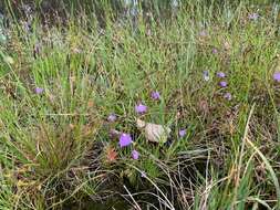 Image de Utricularia barkeri R. W. Jobson