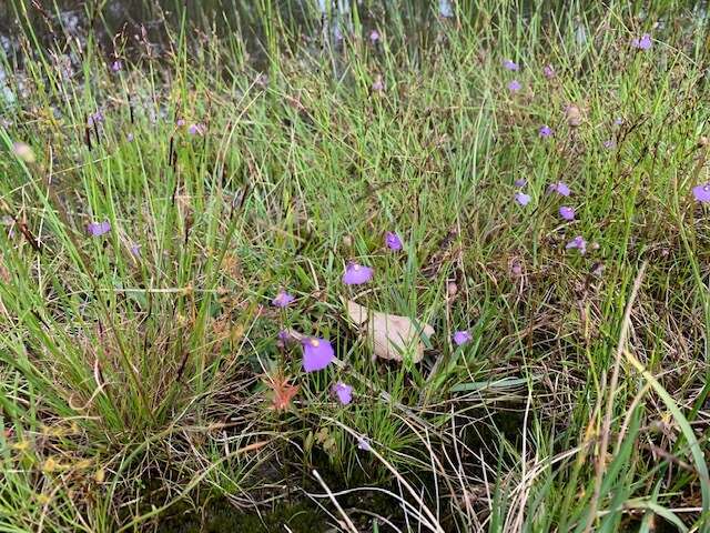 Image de Utricularia barkeri R. W. Jobson