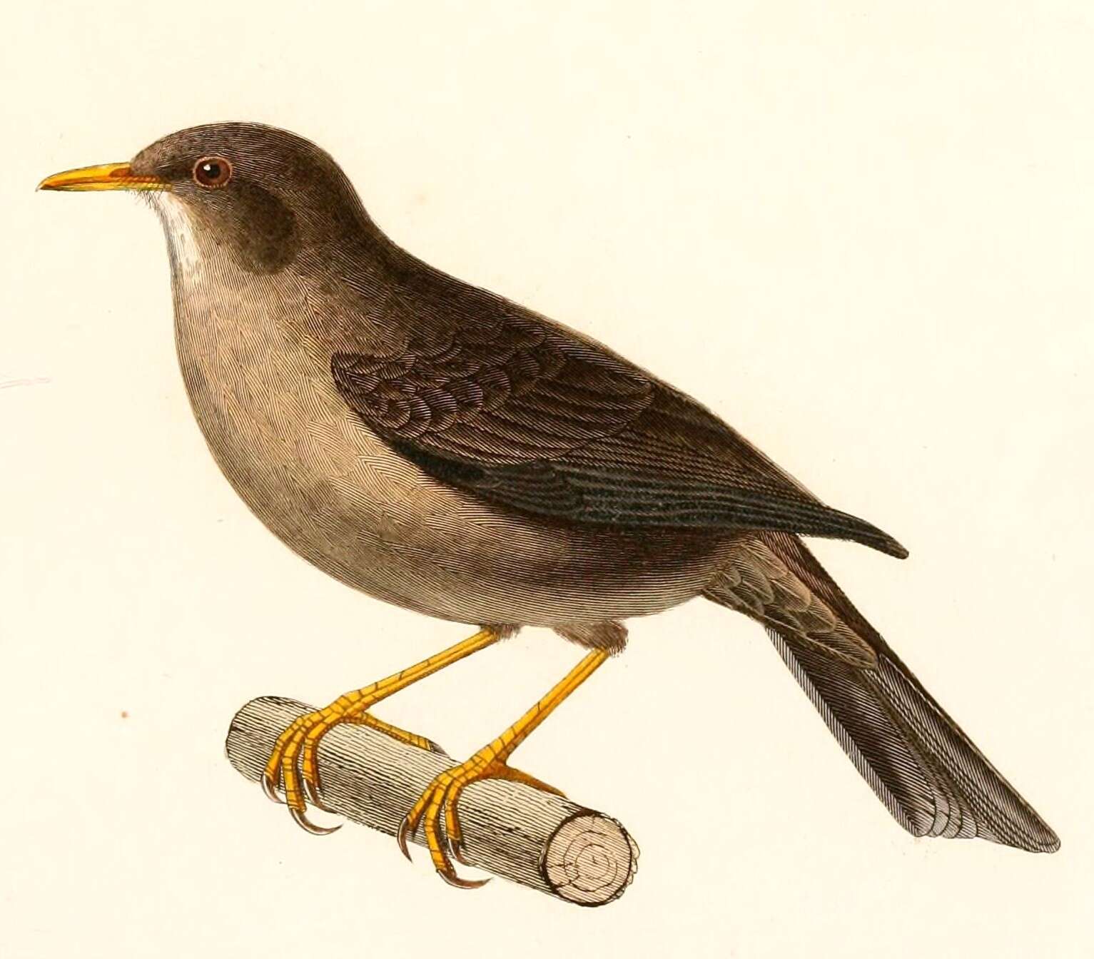 Plancia ëd Turdus chiguanco d'Orbigny & Lafresnaye 1837