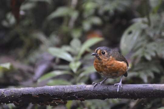 صورة Grallaricula nana (Lafresnaye 1842)