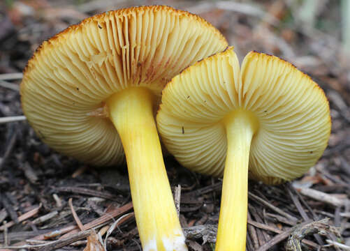 Image of Pluteus romellii (Britzelm.) Sacc. 1895