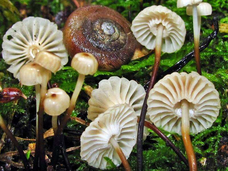 Image of Marasmius rotula (Scop.) Fr. 1838