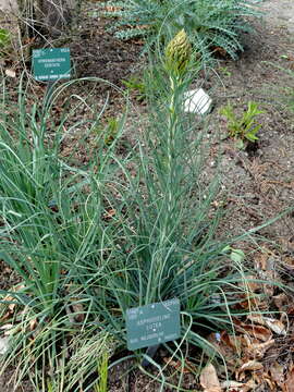 Image of Asphodeline lutea (L.) Rchb.