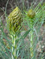 Image of yellow asphodel