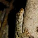 Image of Duvaucel's gecko