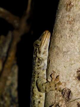 Image of Duvaucel's gecko