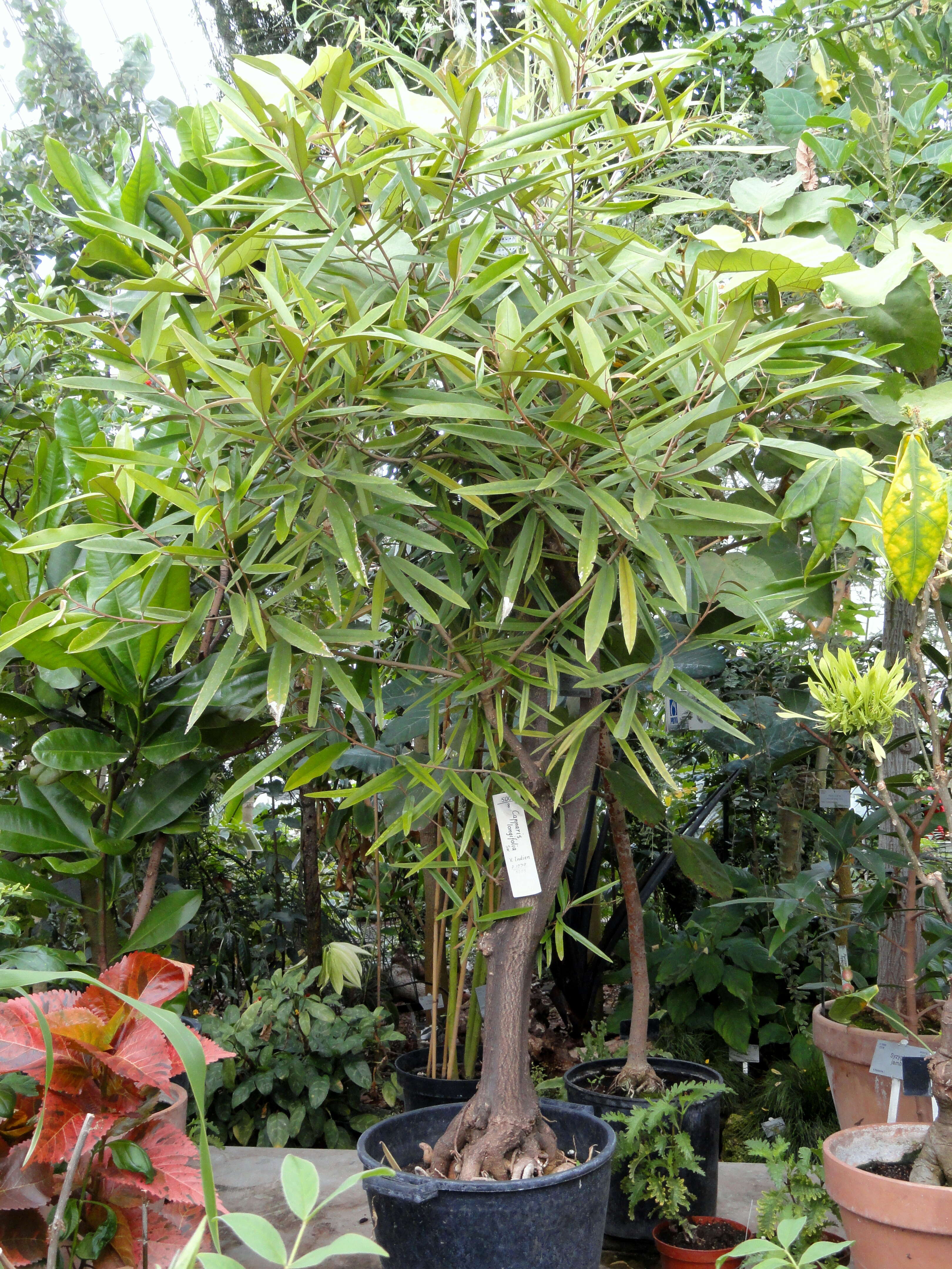 Image of Jamaican Capertree