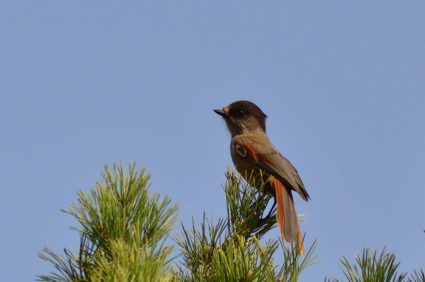 Image of Siberian Jay