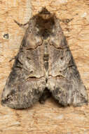 Image of Spectacled Nettle Moth