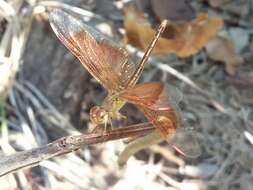 Image of Neurothemis stigmatizans (Fabricius 1775)