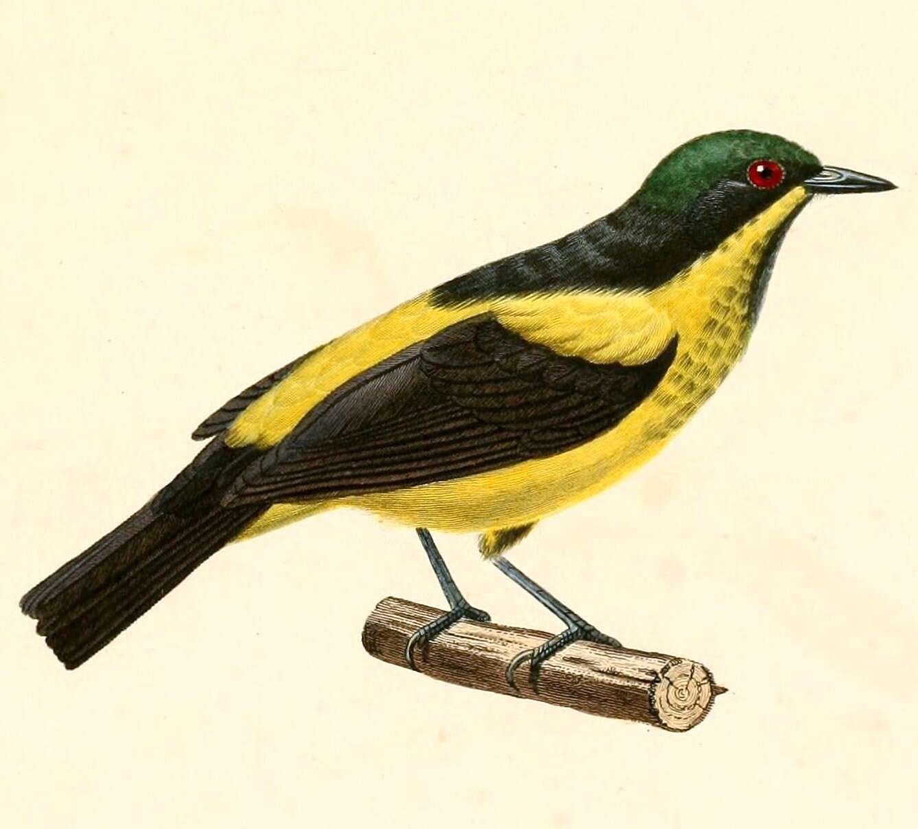 Image of Yellow-bellied Dacnis