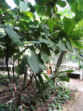 Image of fiddle-leaf fig