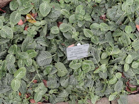 Image of Fittonia albivenis (Lindl. ex Veitch) R. K. Brummitt