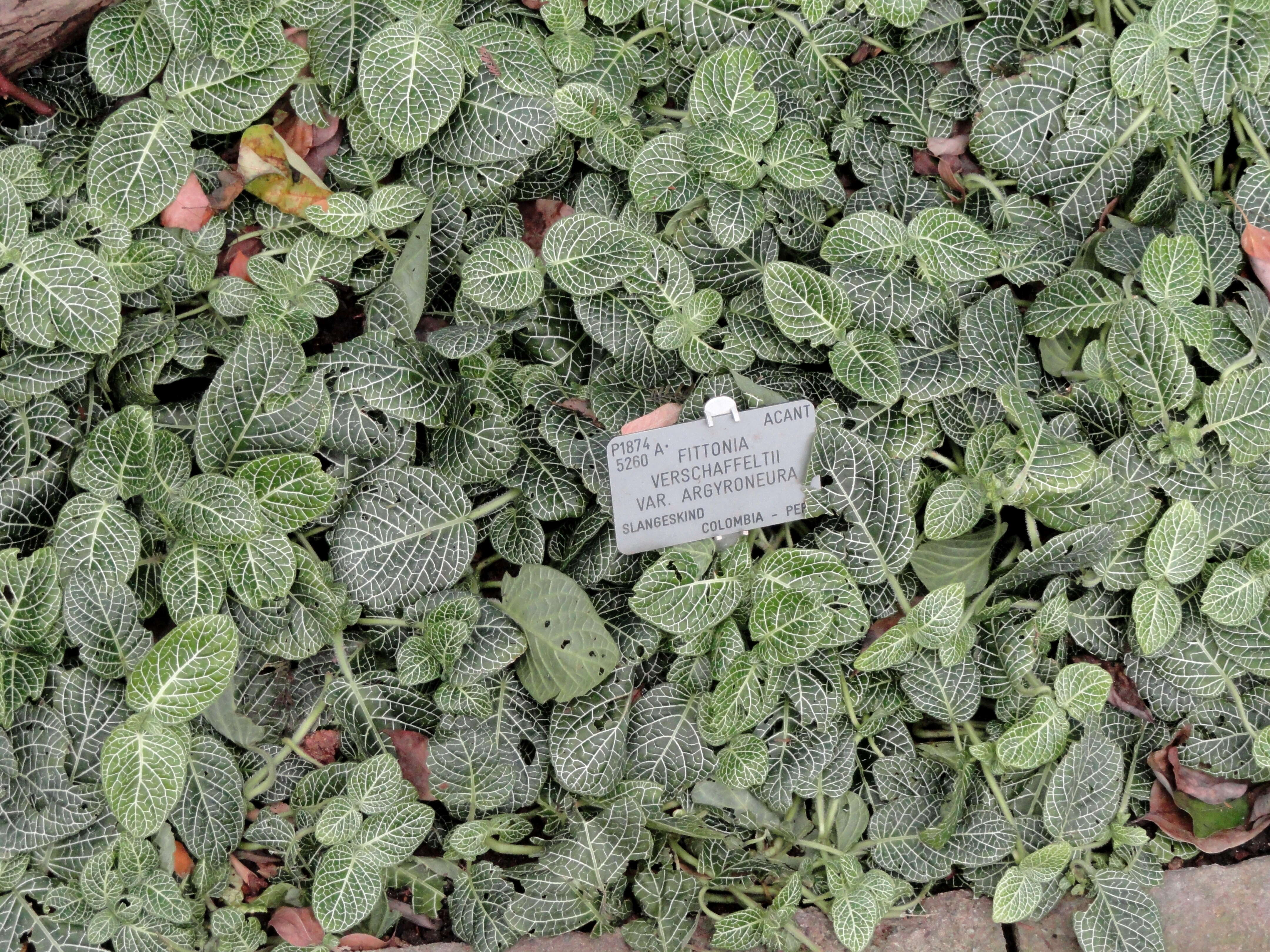 Image of Fittonia albivenis (Lindl. ex Veitch) R. K. Brummitt