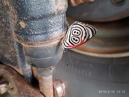 Image of 88 Butterfly