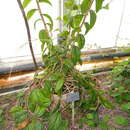 Passiflora jatunsachensis M. Schwerdtfeger resmi