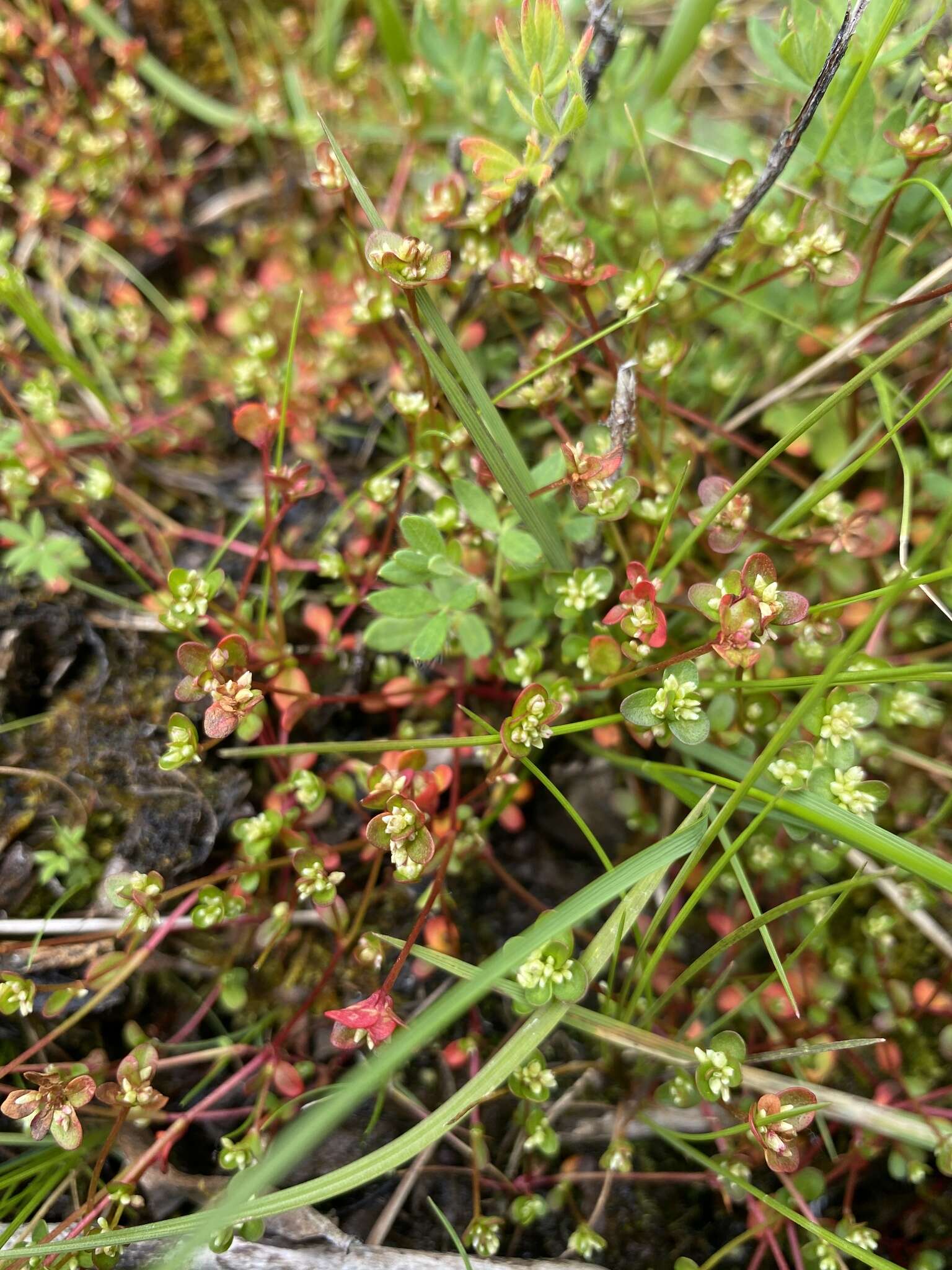 Koenigia islandica L. resmi