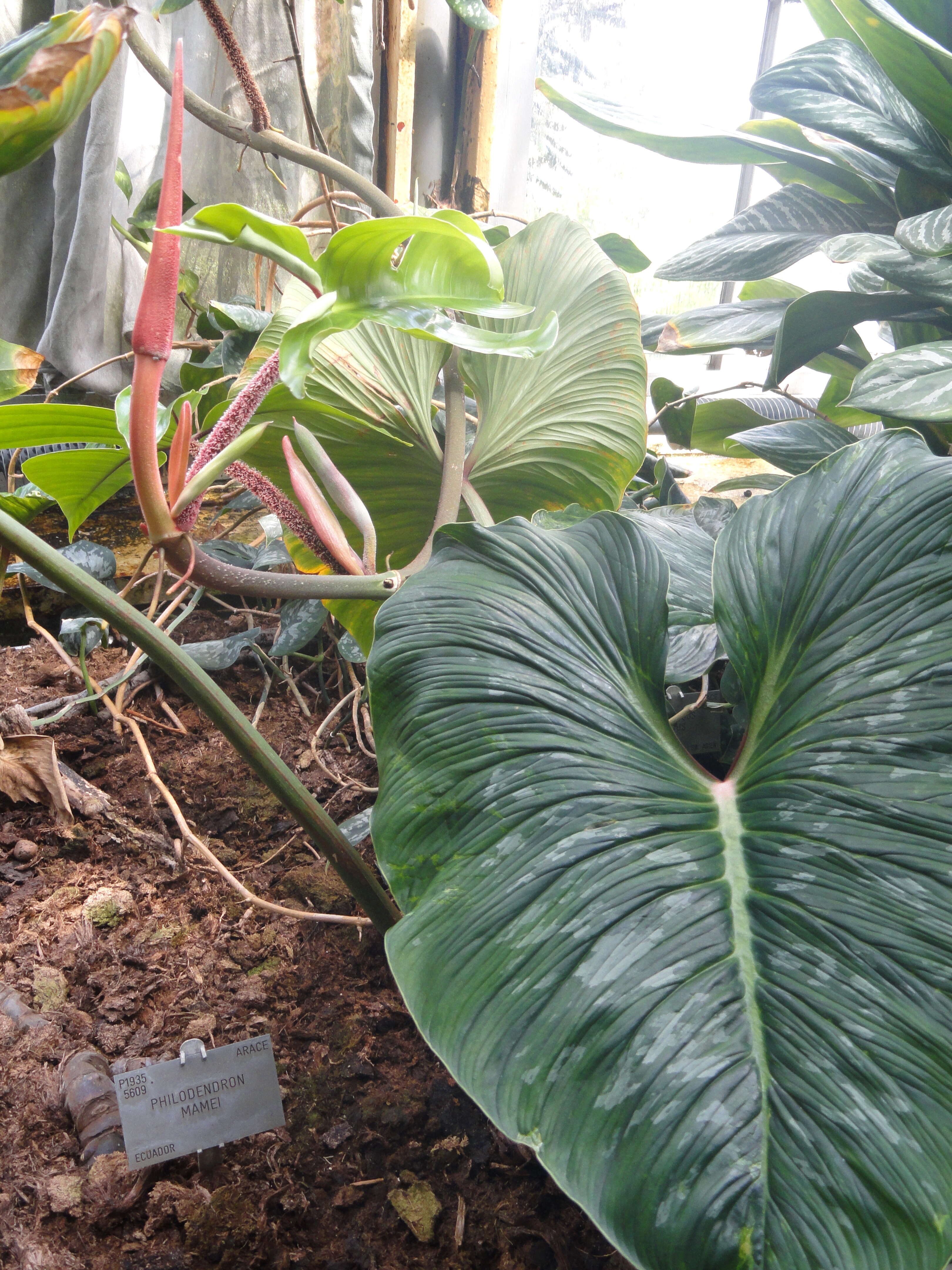 Image of philodendron