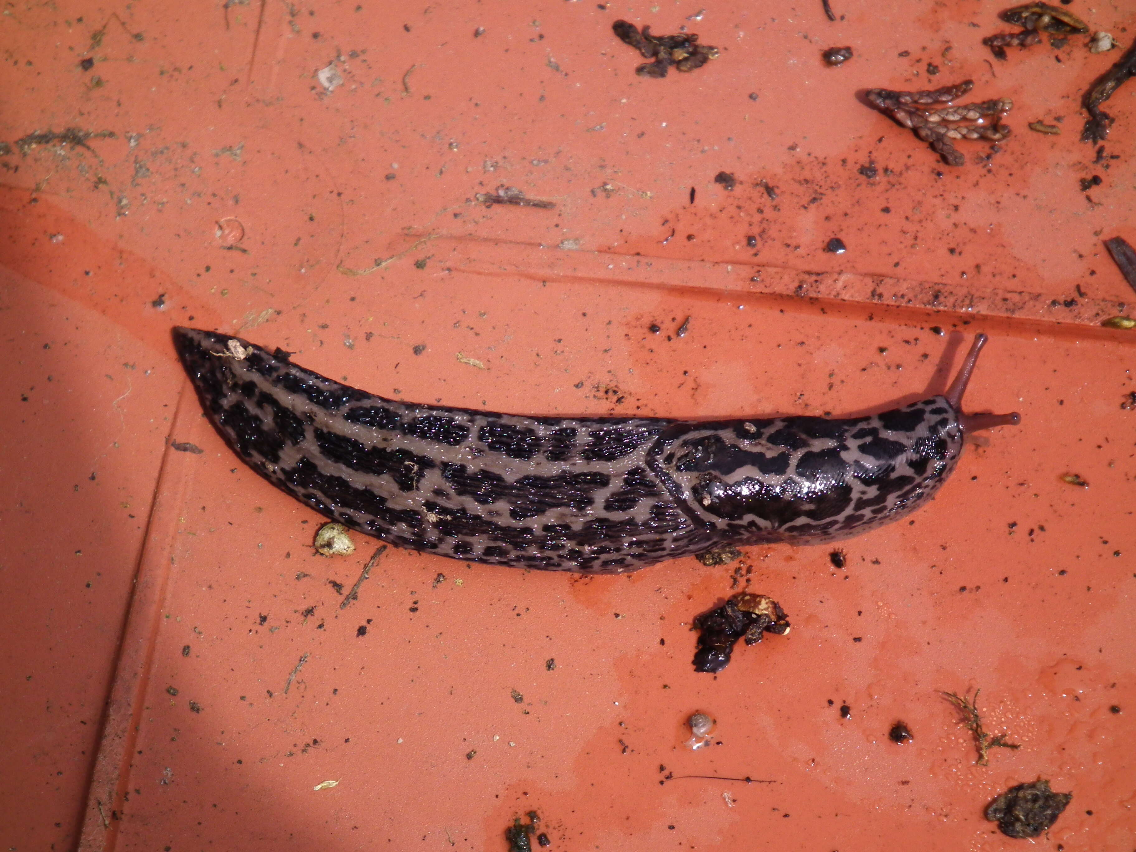 Image de Limax Linnaeus 1758