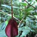 Passiflora capsularis L. resmi