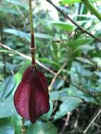 Image of Passiflora capsularis L.