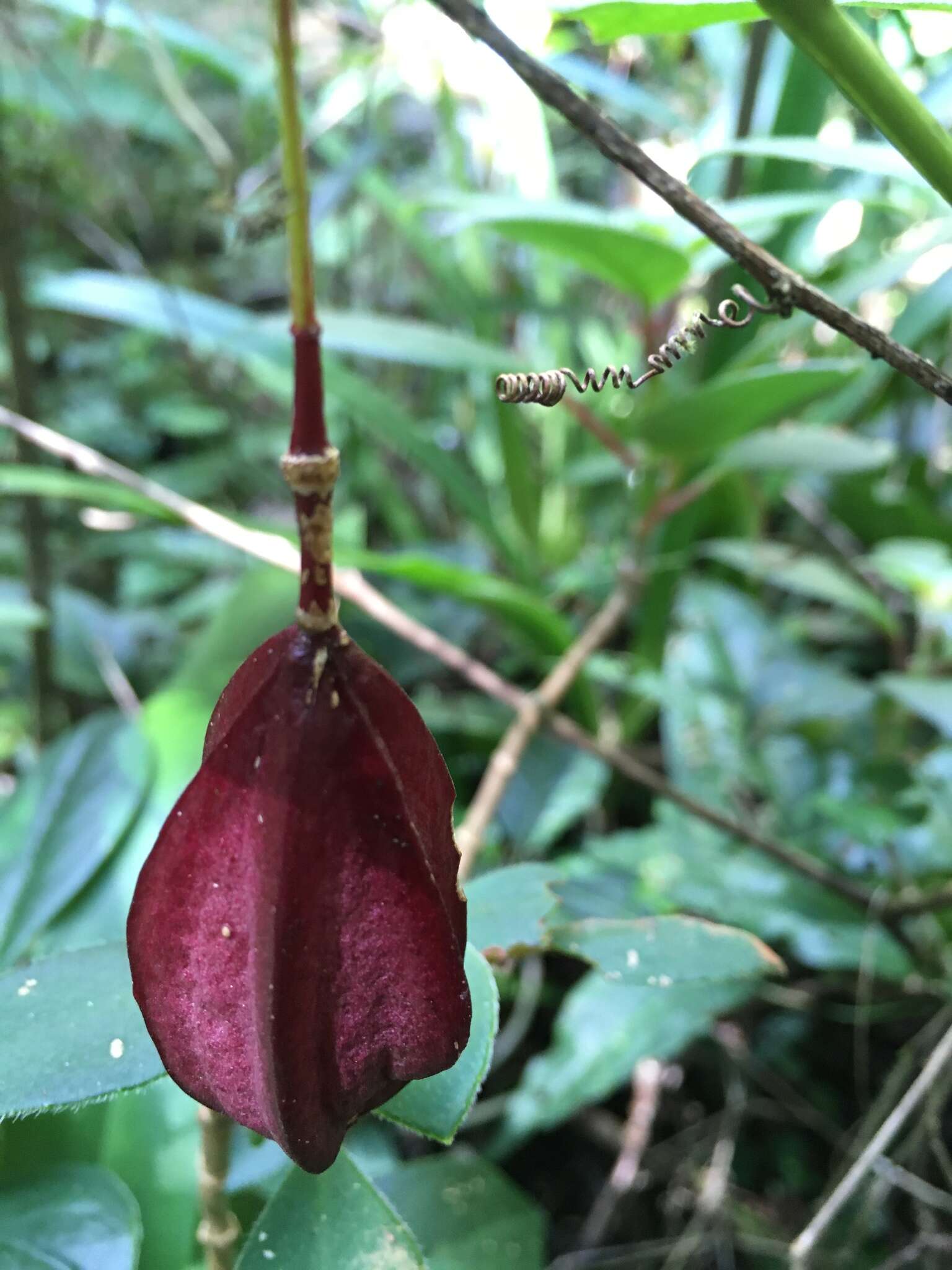 Passiflora capsularis L. resmi