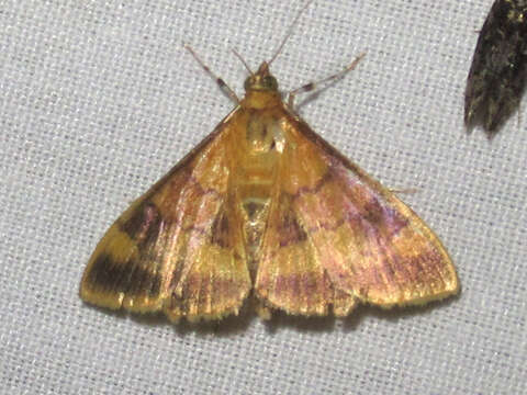 Sivun Pyrausta onythesalis Walker 1859 kuva